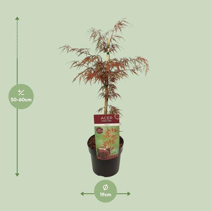 Fächerahorn - Acer palmatum. 'Granat' - Ø19cm - ↕40cm 
