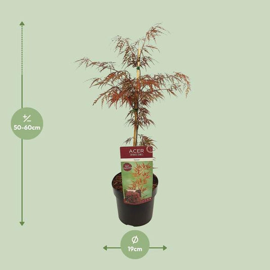 Fächerahorn - Acer palmatum. 'Granat' - Ø19cm - ↕40cm 