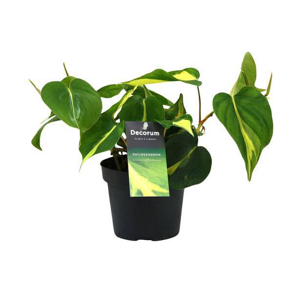 Baumfreund - Philondendron Brasil Scandens - Zimmerpflanze - Ø12cm - ↕20cm 