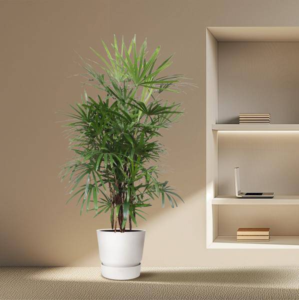 Steckenpalme – Rhapis Excelsa – Zimmerpflanze 190cm – Ø34cm – Pflegeleichte Damenpalme für Wohnzimmer, Büro & Wintergarten – Luftreinigende Palme 