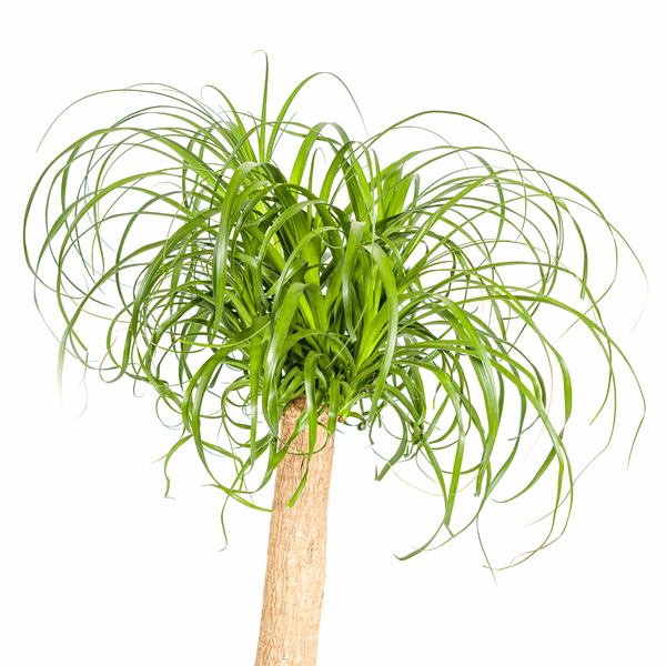 Beaucarnea Recurvata – Elefantenfuß – Ø24cm – ↕80-100cm – Pflegeleichte Zimmerpflanze mit markantem Stamm & eleganten Blättern – Trockenheitsresistent 