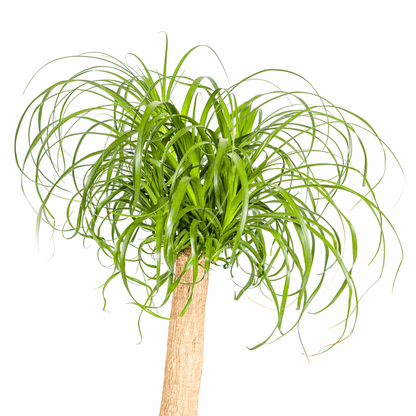 Beaucarnea Recurvata – Elefantenfuß – Ø24cm – ↕80-100cm – Pflegeleichte Zimmerpflanze mit markantem Stamm & eleganten Blättern – Trockenheitsresistent 