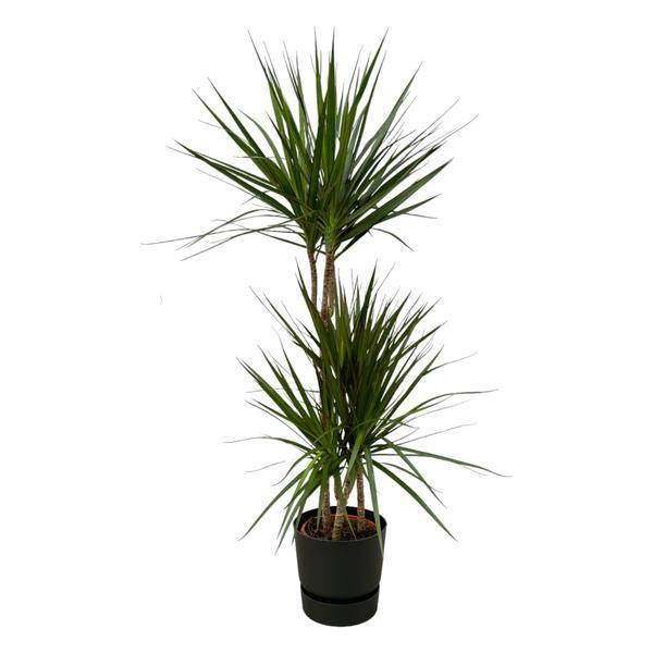 Dracaena Marginata – Drachenbaum – Zimmerpflanze ca. 120cm – ø21cm – inkl. Pflanzgefäß Greenville Schwarz D24xH23 – Elegante pflegeleichte Grünpflanze für Wohnzimmer & Büro 