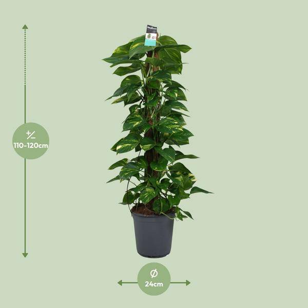 Efeutute - Scindapsus Epipremnum - Zimmerpflanze - Ø24cm - ↕120cm 