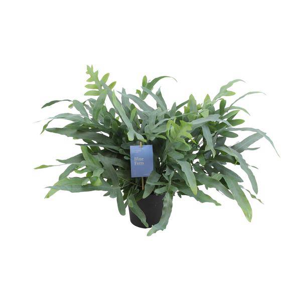Blauer Tüpfelfarn - Phlebodium Aureum Blue Star - Zimmerpflanze - Ø17cm - ↕50cm 