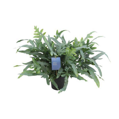 Blauer Tüpfelfarn - Phlebodium Aureum Blue Star - Zimmerpflanze - Ø17cm - ↕50cm 