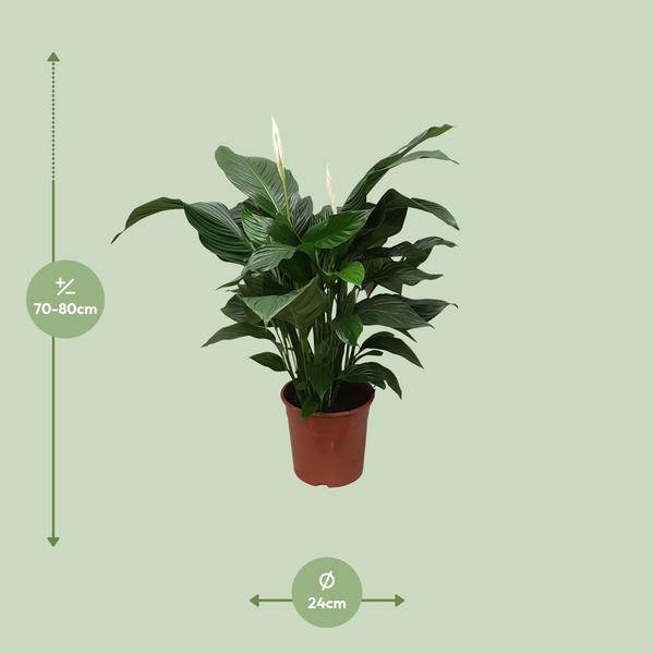 Einblatt - Spathiphyllum Sweet Silvana - Zimmerpflanze - Ø24cm - ↕80cm 