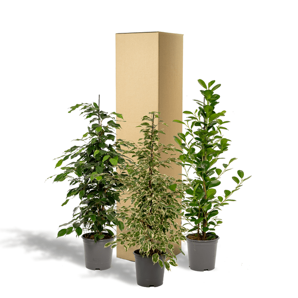 Pflanzenset Ficus Benjamina Danielle + Twilight + Microcarpa Moclame – Zimmerpflanzen – je Ø21cm – ca. 95cm Höhe – Luftreinigende grüne Schönheiten für helle Innenräume 