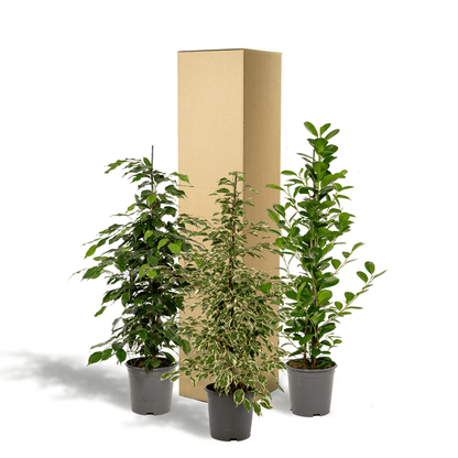 Pflanzenset Ficus Benjamina Danielle + Twilight + Microcarpa Moclame – Zimmerpflanzen – je Ø21cm – ca. 95cm Höhe – Luftreinigende grüne Schönheiten für helle Innenräume 