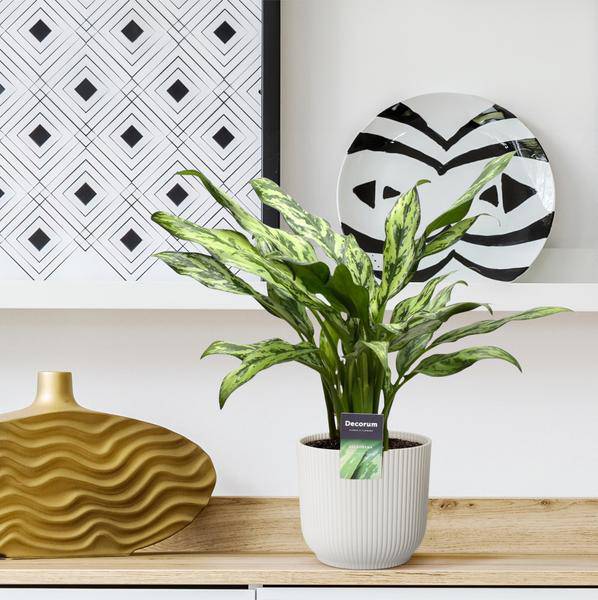 Aglaonema Juliette – Kolbenfaden – Zimmerpflanze – Tropische Blattschmuckpflanze – Pflegeleicht – Exotische Dekopflanze – ↕40cm – Ø12cm 