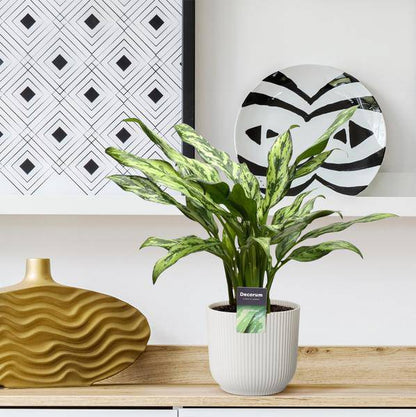 Aglaonema Juliette – Kolbenfaden – Zimmerpflanze – Tropische Blattschmuckpflanze – Pflegeleicht – Exotische Dekopflanze – ↕40cm – Ø12cm 