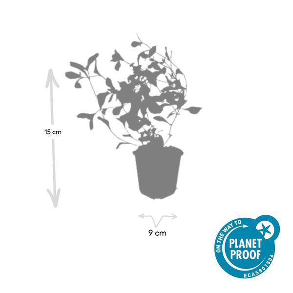 Kriechende Hornnarbe Ceratostigma plumbaginoides – 6 Pflanzen – ↕10-25cm – Ø9cm – Bodendecker – Winterhart & pflegeleicht – Sonne & Halbschatten 