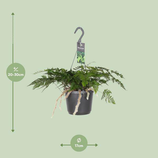 Tarantelfarn – Humata Tyermannii – Bärenfußfarn – Ø17cm ↕20–30cm – Zimmerpflanze – Pflegeleicht – Halbschatten – Luftreinigend – Exotisches Farngewächs 