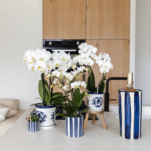 Phalaenopsis Orchidee Amabilis Weiß und Sukkulente Crassula Hobbit im blauen Painted Stripe Topf Ø9cm + Ø6cm - Zimmerpflanze - Pflanzset 