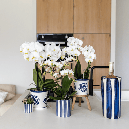 Phalaenopsis Orchidee Amabilis Weiß und Sukkulente Crassula Hobbit im blauen Painted Stripe Topf Ø9cm + Ø6cm - Zimmerpflanze - Pflanzset 