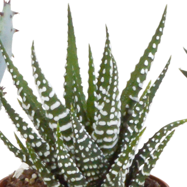 Sukkulente - Gasteria/Haworthia - Mix - 5,5 cm - im Topf - 5 Stück 