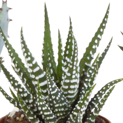 Sukkulente - Gasteria/Haworthia - Mix - 5,5 cm - im Topf - 5 Stück 