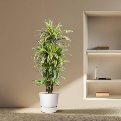 Drachenbaum - Dracaena Lemonlime - Zimmerpflanze - 150cm - ø30cm 