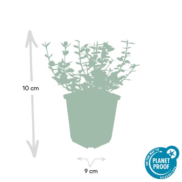 Kletter-Spindelstrauch Euonymus fortunei 'Emerald 'n Gaiety' – 6 Pflanzen – ↕10-25cm – Ø9cm – Winterhart & pflegeleicht – Bodendecker, Hecke & Solitär 