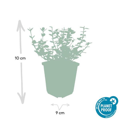 Kletter-Spindelstrauch Euonymus fortunei 'Emerald 'n Gaiety' – 6 Pflanzen – ↕10-25cm – Ø9cm – Winterhart & pflegeleicht – Bodendecker, Hecke & Solitär 