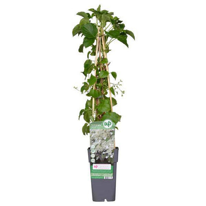 Kletter-Hortensie - Hydrangea petiolaris - Ø15cm - ↕65cm 