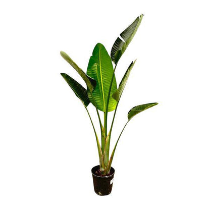 Baum-Strelitzie – Strelitzia Augusta – Weißer Paradiesvogel – Zimmerpflanze – 180cm – Ø30cm – Tropische Grünpflanze für Wohnzimmer und Büro 