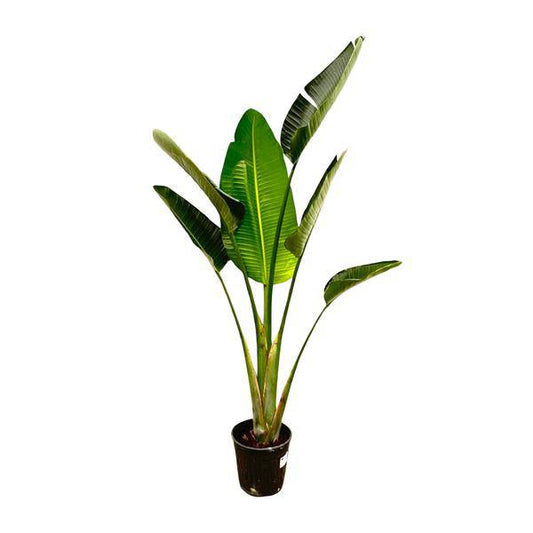 Baum-Strelitzie – Strelitzia Augusta – Weißer Paradiesvogel – Zimmerpflanze – 180cm – Ø30cm – Tropische Grünpflanze für Wohnzimmer und Büro 