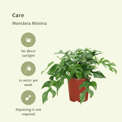 Fensterblatt - Monstera Minima - Zimmerpflanze - Ø15cm - ↕30cm - 2 Stück 