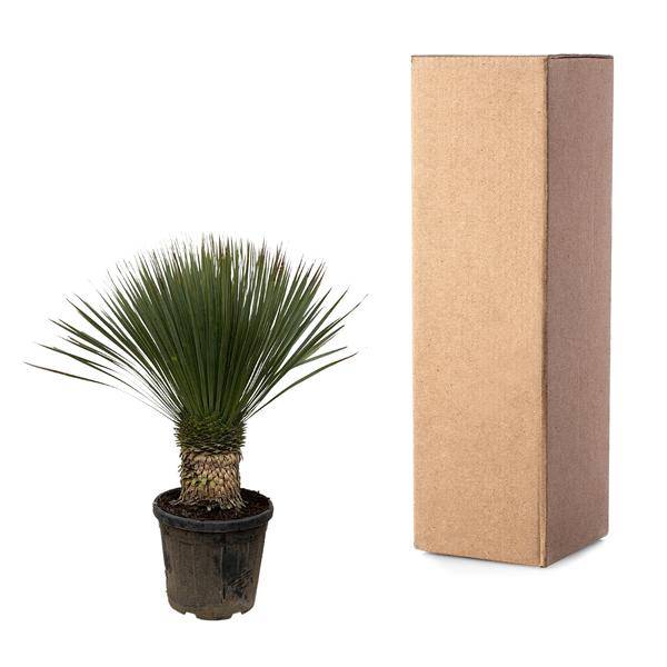Palmlilie – Yucca Rostrata 100cm – Ø38cm – Exotische Wüstenpflanze mit blaugrauen Blättern – Pflegeleichte Zimmer- & Kübelpflanze für Wohnzimmer, Terrasse & Garten 