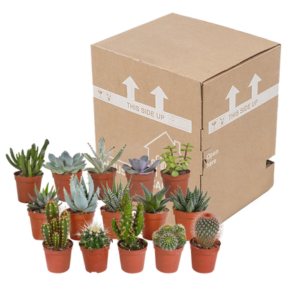 Kakteen und Sukkulenten Mix - 5,5 cm - 15 Stück 