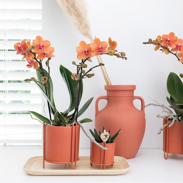 Phalaenopsis Orchidee „Mineral Bolzano“ – Orange – Ø9cm – Blühende Zimmerpflanze mit 2–3 Zweigen – Leuchtender Farbakzent 
