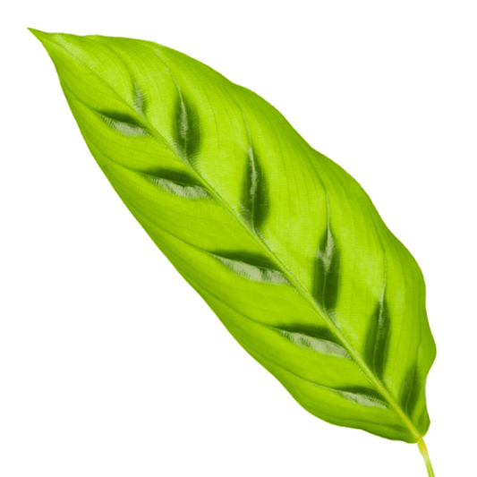 Calathea Leopardina – Leoparden-Korbmarante – Zimmerpflanze – Ø12cm – Höhe ca. 35cm – Exotische Blattschmuckpflanze – Für Wohnzimmer, Bad & Büro – Pflegeleicht & luftreinigend 
