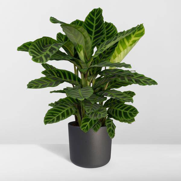 Calathea Zebrina – Pfauenpflanze – Zimmerpflanze – Ø19cm x ↕80cm – Tropische Blattpflanze mit Zebramuster – Luftreinigend & pflegeleicht – Für helle Innenräume 