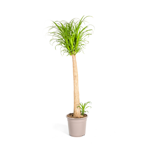 Beaucarnea Recurvata – Elefantenfuß – Zimmerpflanze – Ø12cm – ↕25cm – Pflegeleichte Sukkulente mit markantem Stamm – Luftreinigende Pflanze für Zuhause & Büro 