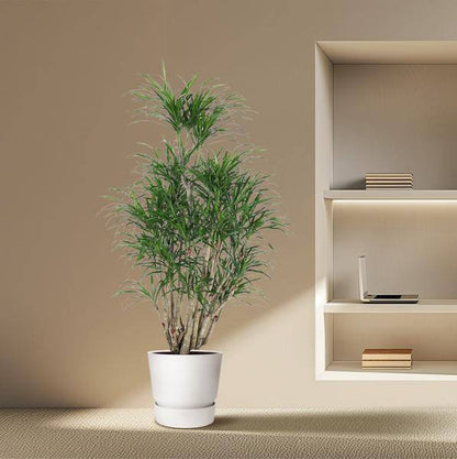 Drachenbaum – Dracaena Anita 160cm – Ø31cm – Verzweigte Zimmerpflanze mit schmalen grünen Blättern – Pflegeleichte Grünpflanze für Wohnzimmer, Büro & Wintergarten 