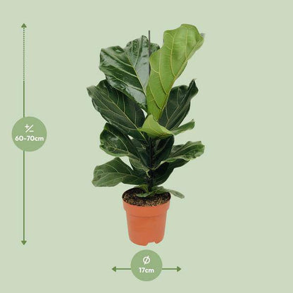 Geigen-Feige (Ficus lyrata) – Zimmerpflanze – Ø17cm ↕75cm – Trendige luftreinigende Pflanze mit großen geigenförmigen Blättern – Halbschatten – Elegante Deko 