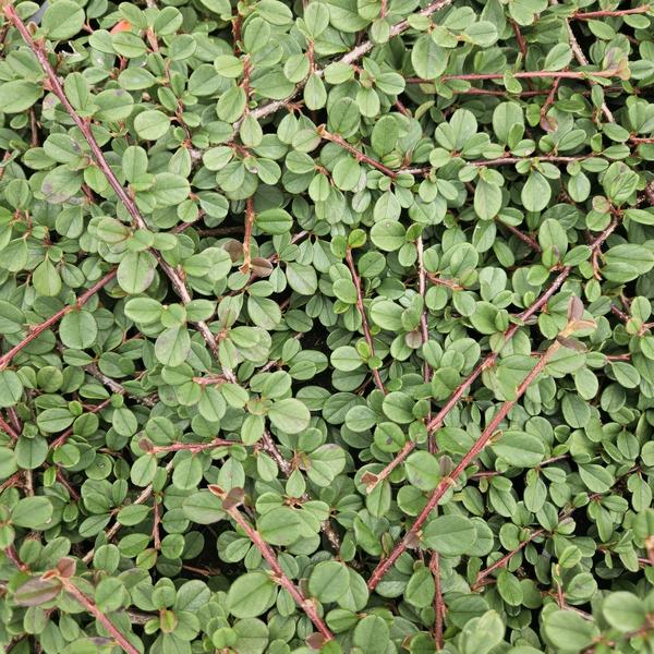 Teppichmispel Cotoneaster prostratus 'Königin der Teppiche' – ↕10-25cm – Ø9cm – 6 Pflanzen – Robuster Bodendecker – Weiße Blüten & rote Beeren – Sonne & Schatten – Pflegeleicht 