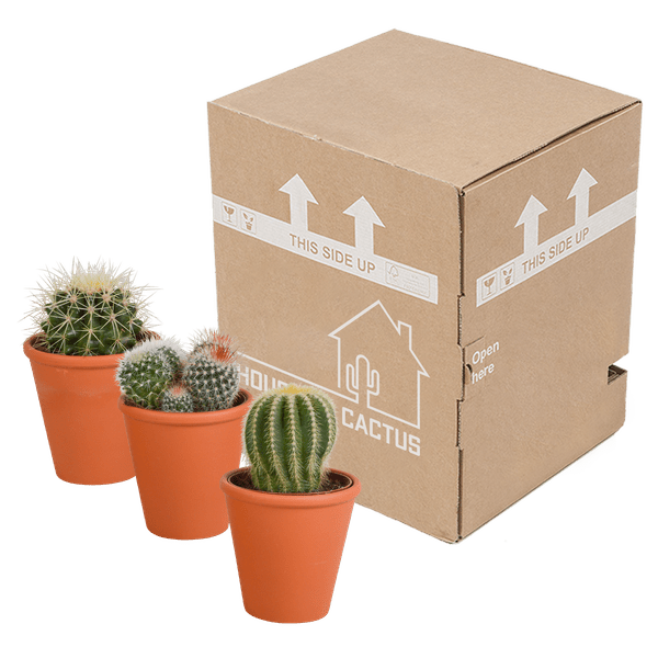 Kaktus - Bolcactus - Mix - 8,5 cm - Zimmerpflanze - im Terrakotta-Topf 