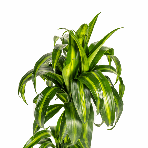 Dracaena Deremensis Hawaiian Sunshine – Drachenbaum – Ø19cm – ↕70-90cm – Tropische Zimmerpflanze mit zweifarbigen Blättern – Pflegeleicht & luftreinigend 