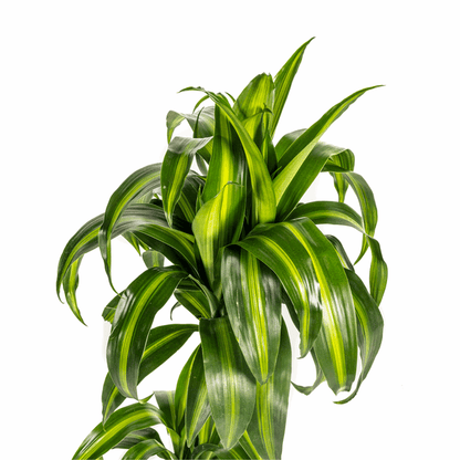 Dracaena Deremensis Hawaiian Sunshine – Drachenbaum – Ø19cm – ↕70-90cm – Tropische Zimmerpflanze mit zweifarbigen Blättern – Pflegeleicht & luftreinigend 