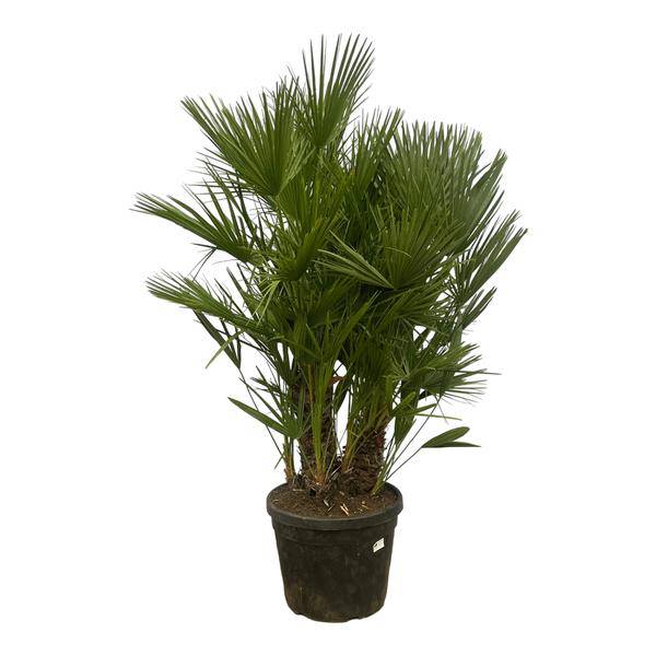 Chamaerops Humilis – Zwergpalme – mehrstämmig – Mediterrane Zimmer- und Gartenpflanze – Ø45cm – ↕180cm 