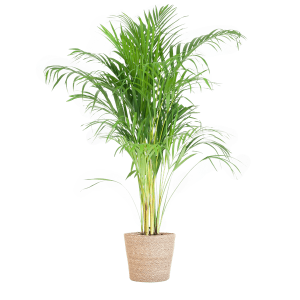 Areca-Palme Dypsis Goldfruchtpalme – Zimmerpflanze ↕100cm Ø21cm – Mit Natur-Korb Sofia Seegras Beige – Luftreinigende Tropenpflanze für Wohnzimmer & Büro 