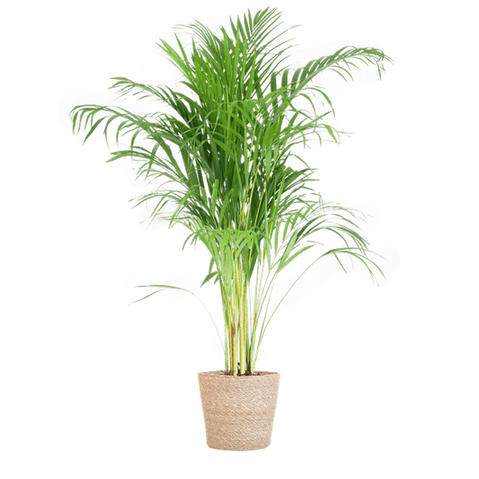 Areca-Palme Dypsis Goldfruchtpalme – Zimmerpflanze ↕100cm Ø21cm – Mit Natur-Korb Sofia Seegras Beige – Luftreinigende Tropenpflanze für Wohnzimmer & Büro 