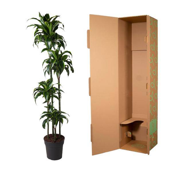 Drachenbaum – Dracaena Dorado 170cm – Ø27cm – Zimmerpflanze mit gold-grünen Blättern – Tropische Dekopflanze für Wohnzimmer, Büro & Wintergarten – Pflegeleicht 