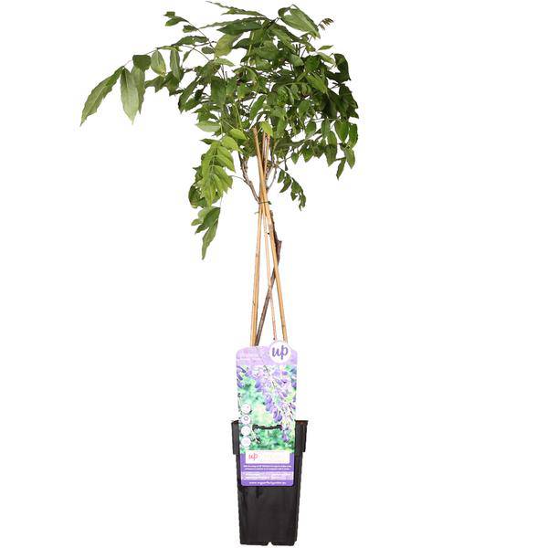 Chinesischer Blauregen - Wisteria sinensis 'Prolific' Glyzinie - Ø15cm - ↕65cm 