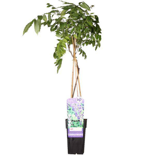 Chinesischer Blauregen - Wisteria sinensis 'Prolific' Glyzinie - Ø15cm - ↕65cm 