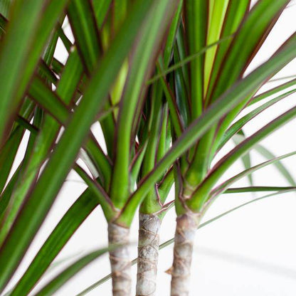 Dracaena Marginata – Drachenbaum – Zimmerpflanze – ca. 95cm hoch – Ø21cm – inkl. nachhaltigem Viber Übertopf Weiß – pflegeleichte tropische Grünpflanze 