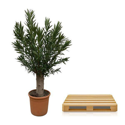 Nerium Oleander Bonsai - 190cm - ø45 