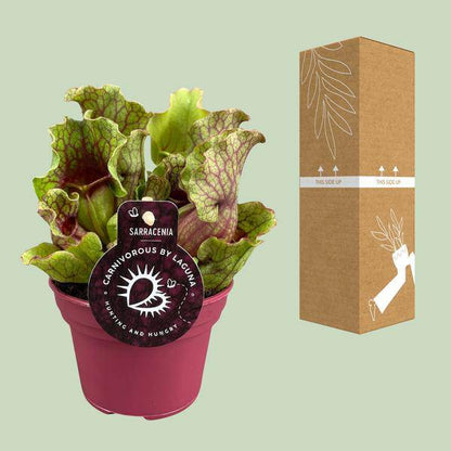 Schlauchpflanze Sarracenia – Fleischtfressende Zimmerpflanze Ø12 cm – ca. 20 cm hoch – Exotisches Design – Luftreinigend & pflegeleicht 