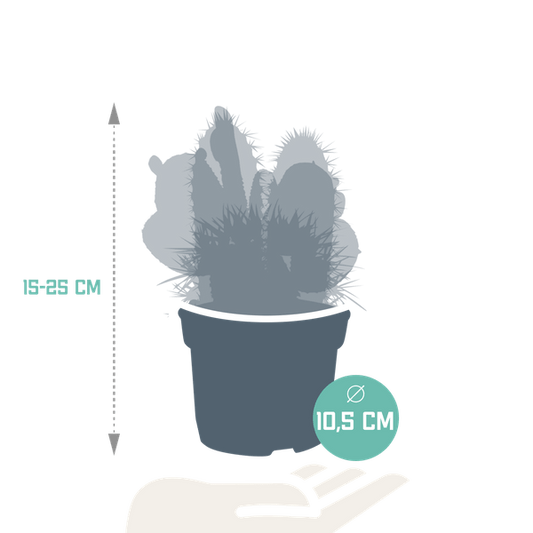 Kakteen Mix - 10,5 cm - 3 Stück - 12cm 